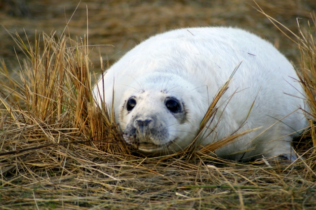 Grey seal pup in the grass