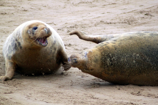Two female grey seals fighting