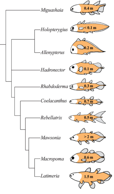 A comparison of the living coelacanth (Latimeria) with some of it's extinct relative. The morphological differences are striking