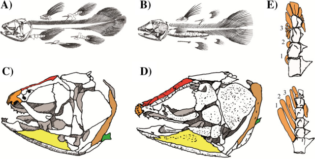 Comparison of the skeleton of modern and extinct coelacanths. A) Latimeria chalumnae (a modern species), B) Macropoma lewesiensis (extinct), C) L. chalumnae skull D) M. lewesiensis skull, E) Pectoral fins of L. chalumnae (above) and Shoshonia actopteryx (another extinct relative) (below). Image from Casane and Laurenti.