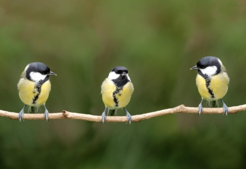 Different personalities. Great tits are not all the same. Image credit: Per Tillman.