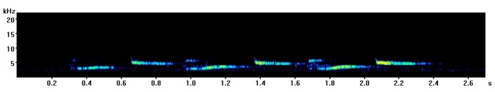 great-tit-spectrogram-leamington